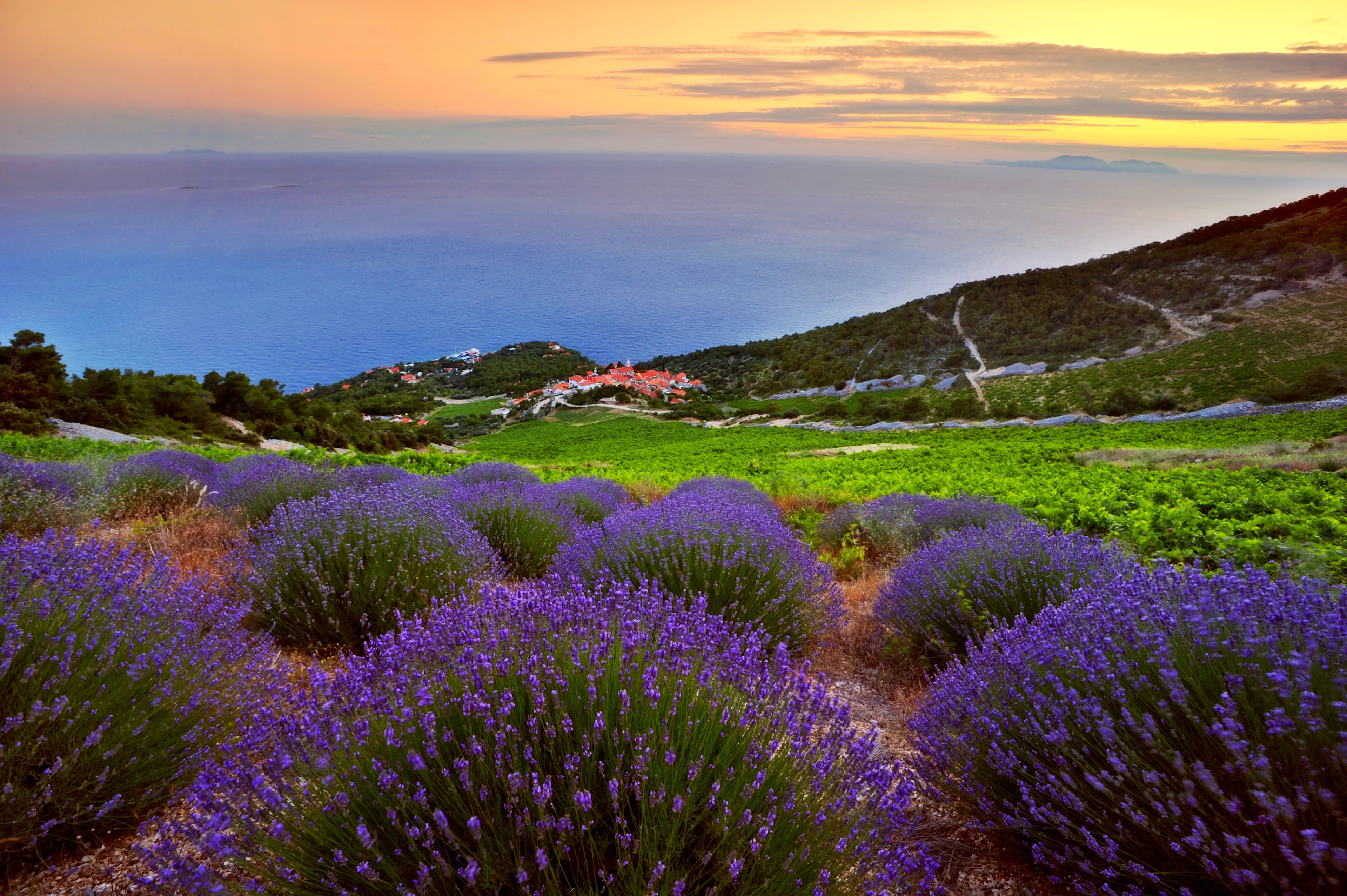 Croatia's Lavender Fields and Local Artisans