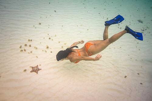 Bluewater Dive and Aquatic Delights: Indulge Amidst Sea Creatures